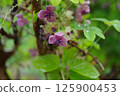 Akebia flowers wet with rain. Photographed in a home garden (Yamato City, Kanagawa Prefecture) 125900453
