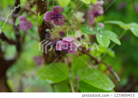 Akebia flowers wet with rain. Photographed in a home garden (Yamato City, Kanagawa Prefecture) 125900453