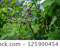 Akebia flowers wet with rain. Photographed in a home garden (Yamato City, Kanagawa Prefecture) 125900454