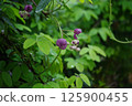 Akebia flowers wet with rain. Photographed in a home garden (Yamato City, Kanagawa Prefecture) 125900455