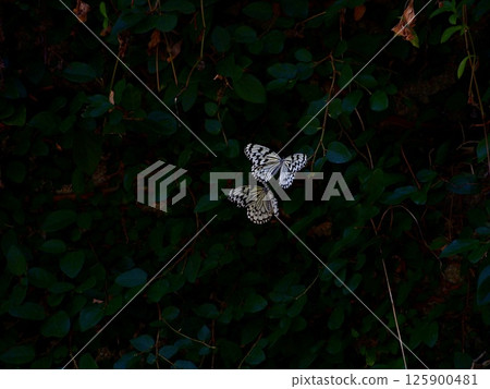 蝴蝶_001 125900481