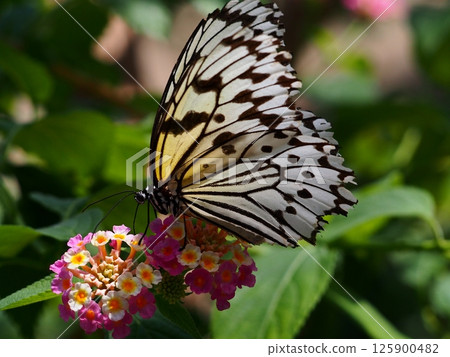 蝴蝶_002 125900482