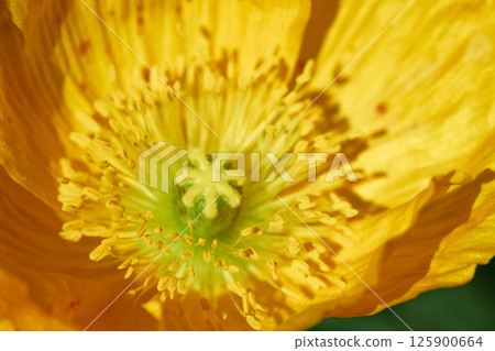 Iceland poppy close-up Iceland poppy close-up 125900664