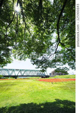 The Hirai Arakawa riverbank seen through the trees 125900843