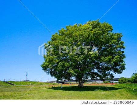 A large tree on the Hirai Arakawa riverbed and the Skytree A large tree on the Hirai Arakawa riverbed and the Skytree 125900849