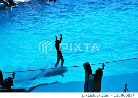 Dolphin show landscape 125900854
