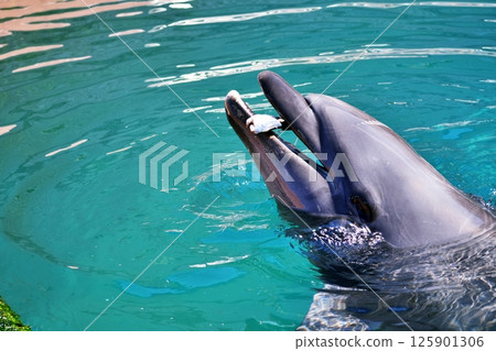 Bottlenose dolphin Bottlenose dolphin 125901306