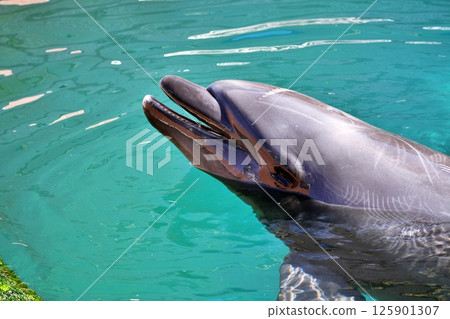 Bottlenose dolphin 125901307