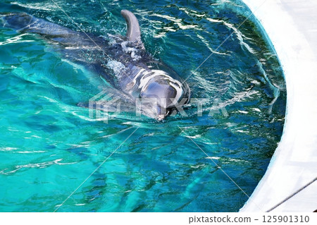 Bottlenose dolphin 125901310