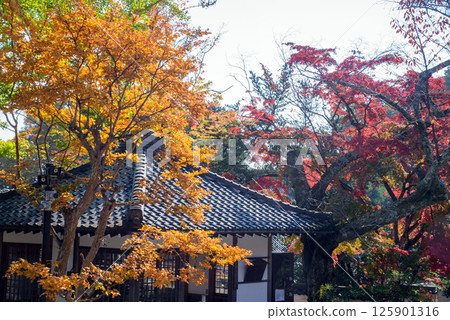 Saikyoji Temple surrounded by autumn leaves 125901316