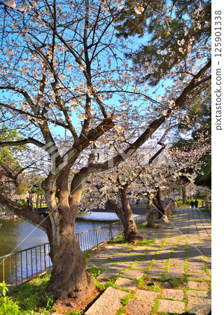 愛知縣名古屋市名城公園的春季櫻花 125901338
