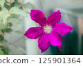 紅鐵線蓮 125901364