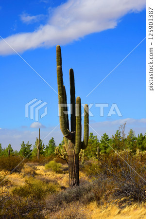 Landscape Sonoran Desert Arizona Landscape Sonoran Desert Arizona 125901387