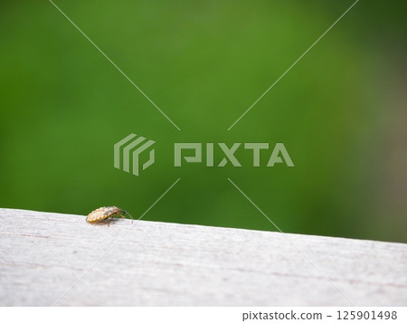 昆蟲在欄桿上行走 125901498