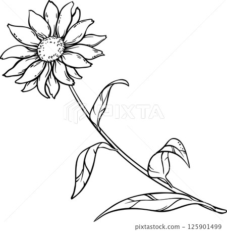 Echinacea Purpurea Plant with Flower Leaves Outline Illustration. 125901499