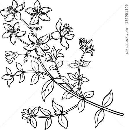 Tutsan Plant with Flowers and Leaves Outline Illustration. Natural organic ingredient for cosmetics, spa, aromatherapy.  125901506