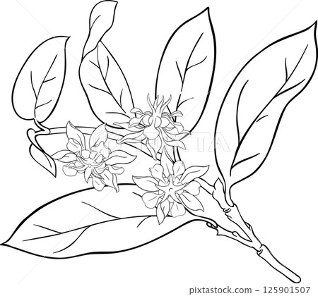Cupuacu Branch Outline  Illustration. 125901507