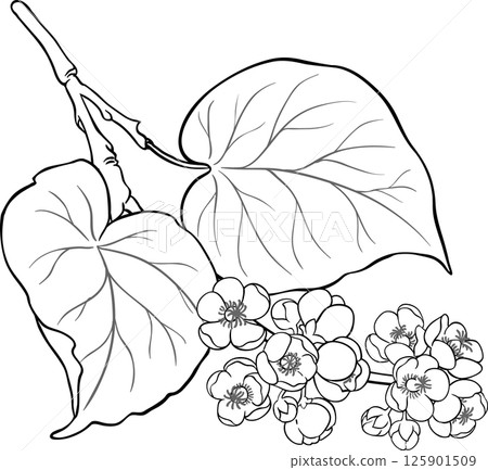 Kiwi Branch with Flowers and Leaves Outline Illustration. Organic natural nutritional healthy food ingredient, vegetarian diet product.  125901509