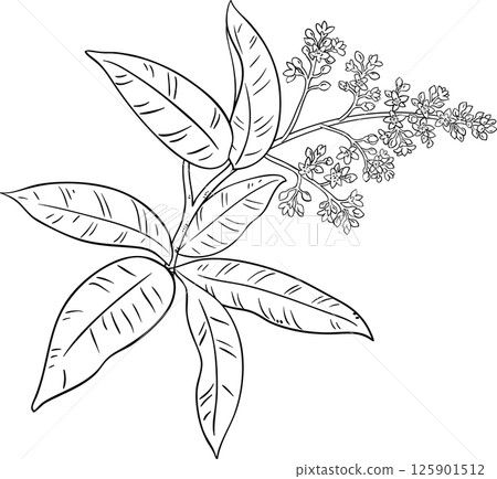 Mango Branch with Flowers and Leaves Outline Illustration. Organic natural nutritional healthy food ingredient, vegetarian diet product.  125901512