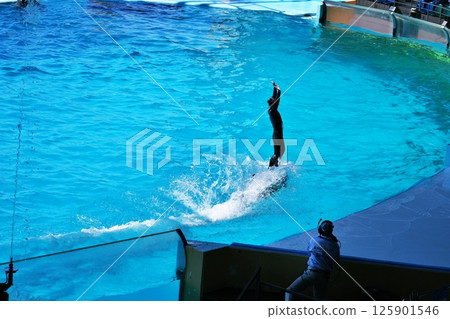 海豚表演風景 125901546