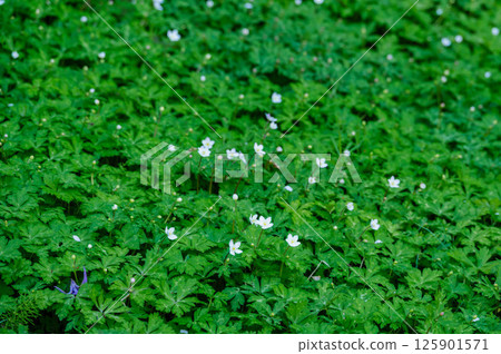 Spring flower 125901571