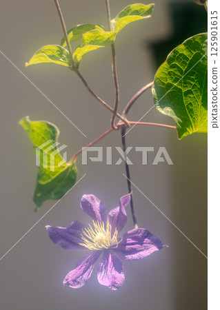 Red clematis 125901615