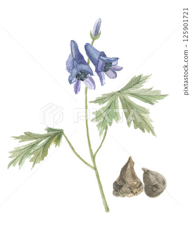 附子花和根的水彩畫 125901721