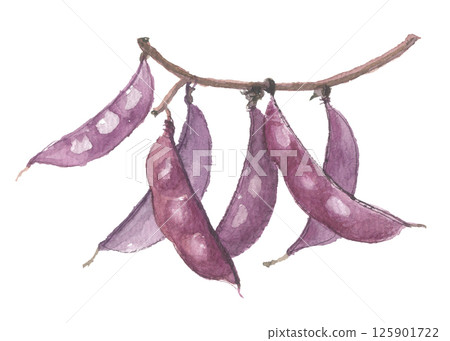 Watercolor painting of purple hyacinth beans Watercolor painting of purple hyacinth beans 125901722