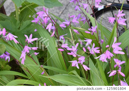A vibrant purple carpet: A colony of lily of the valley blooming in early summer A vibrant purple carpet: A colony of lily of the valley blooming in early summer 125901804
