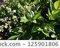 初夏的白色花朵：整齊的日本冬青花簇和綠葉 125901806