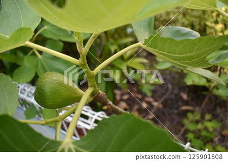 無花果樹的小芽 無花果樹的小芽 125901808