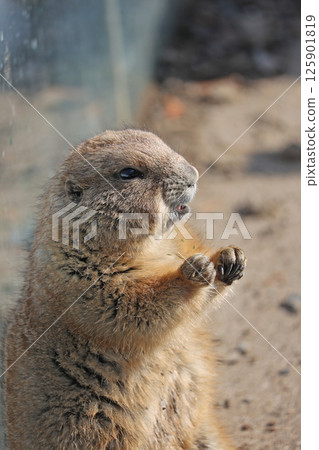  草原土撥鼠 125901819
