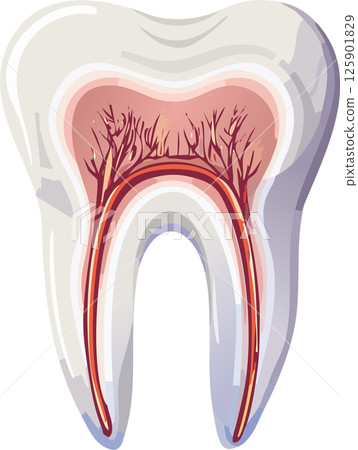 牙的例證 牙的例證 125901829