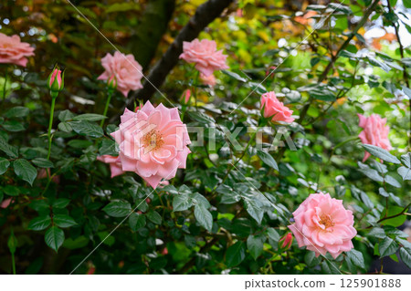 粉色美麗的玫瑰 125901888