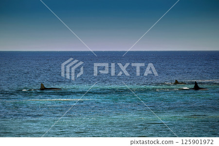 Generative AI Illustration pod of killer whales Generative AI Illustration pod of killer whales 125901972