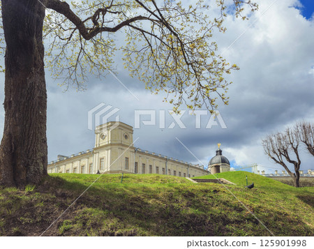 Maple tree blooms in spring. Grand Palace. Gatchina 125901998