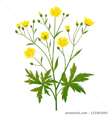 Buttercup flower botanical illustration yellow wildflowers with multiple green leaves and buds realistic meadow plant isolated on white background detailed spring floral design element for nature 125902048