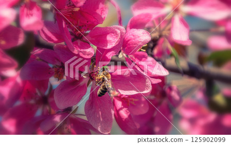 Close-up of a bee on a pink flower and blurred natural floral background in vintage style Close-up of a bee on a pink flower and blurred natural floral background in vintage style 125902099
