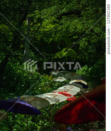 Japanese Umbrellas and Blooming P 125902160