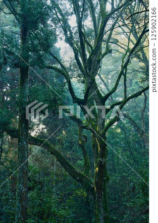 Morning in a primeval forest with moss-covered old trees and deep greenery 125902166