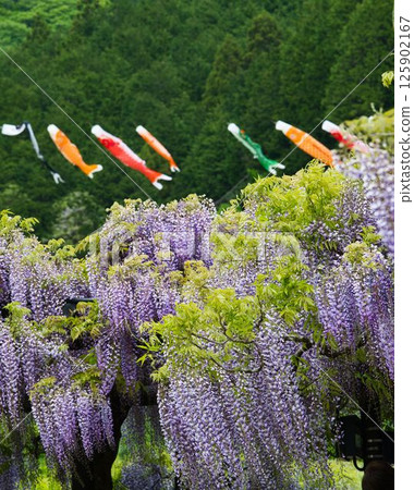 Spring scenery in Japan, decorated with wisteria and carp streamers Spring scenery in Japan, decorated with wisteria and carp streamers 125902167