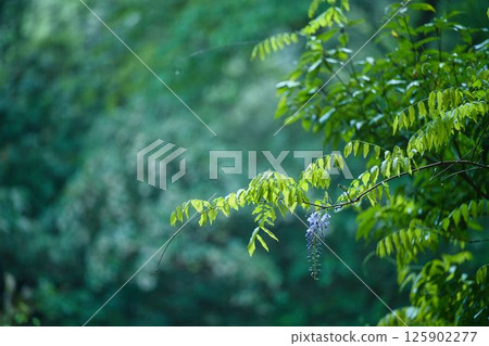 雨後，新鮮的綠葉和一朵紫藤花 125902277