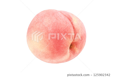 Peach illustration watercolor white peach 125902342