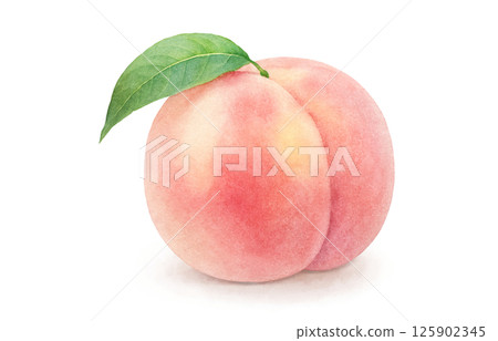 桃子插畫水彩白桃 125902345