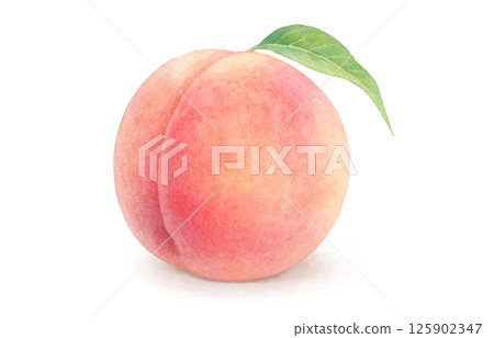 桃子插畫水彩白桃 125902347