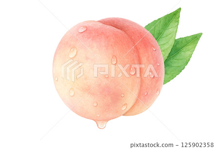 Peach illustration watercolor white peach Peach illustration watercolor white peach 125902358