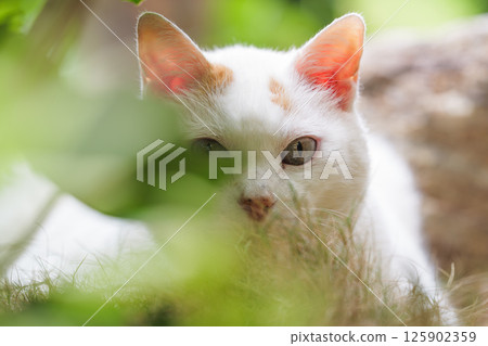 white cat in the grass white cat in the grass 125902359