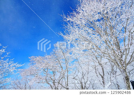 Powdery snow rising up in the frost-covered forest 125902486
