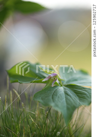 恩里克湯 125902717