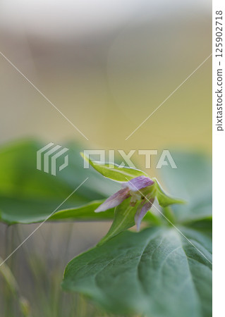 Enrique soup 125902718